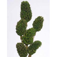 MAGNOLIA PODS Basil 16"-OUT OF STOCK